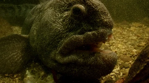 Big close up of a Wolf eel Stock-Footage 111272268