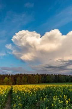 Big cloud over rapeseed field and forest Stock Photos
