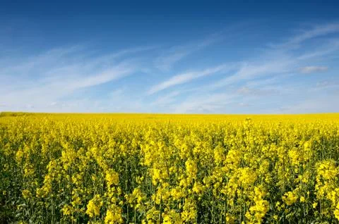 Big clouds on blue sky over yellow rape field Stock Photos