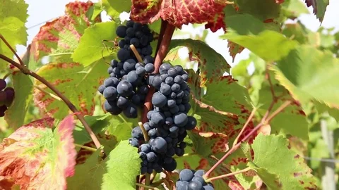 Big cluster of blacks grapes to the wind Stock Footage 74467227