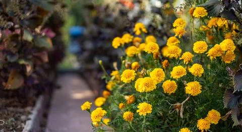 A big cluster of large, majestic bright yellow marigold flowers in full bloom Stock Photos