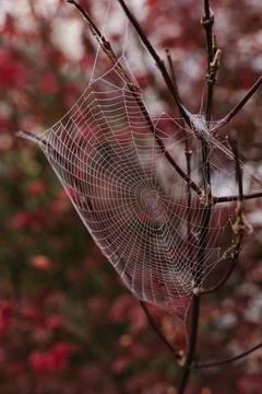 A Big Cobweb Foto stock