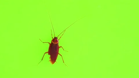 Big cockroach on a green background 스톡 동영상 235560402