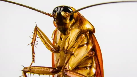 Big cockroach isolated on white and close-up rotation. Vidéo 54952560