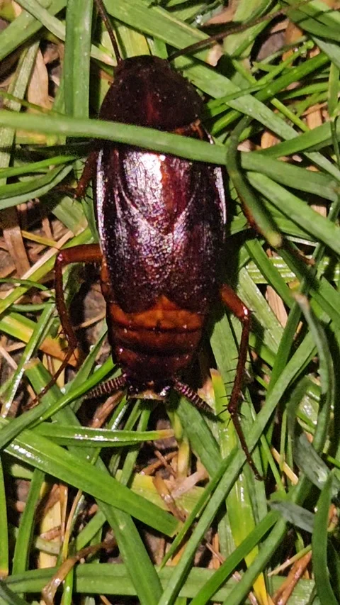 Big cockroach on the lawn Stock Footage 311777859