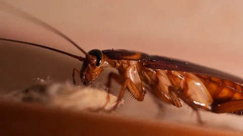 Big Cockroach Making Nest at the Kitchen. Pest Control House Hygiene Concept. 4K Stock Footage