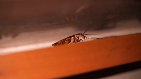 Big Cockroach Making Nest at the Kitchen. Pest Control House Hygiene Concept. 4K Stock Footage 119833131