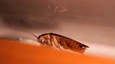 Big Cockroach Making Nest at the Kitchen. Pest Control House Hygiene Concept. 4K Stock Footage 121496237