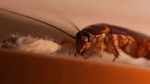 Big Cockroach Making Nest at the Kitchen. Pest Control House Hygiene Concept. 4K Stock Footage 121496260