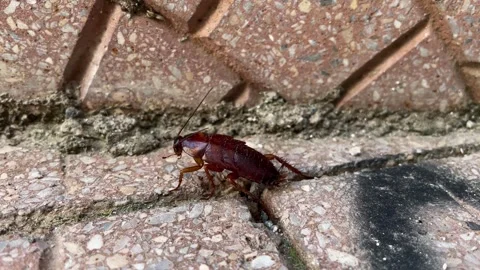 Big cockroach on the sidewalk Stock Footage 266986363