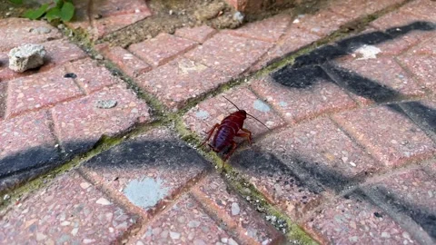 A big cockroach on the sidewalk Stock Footage 266990879