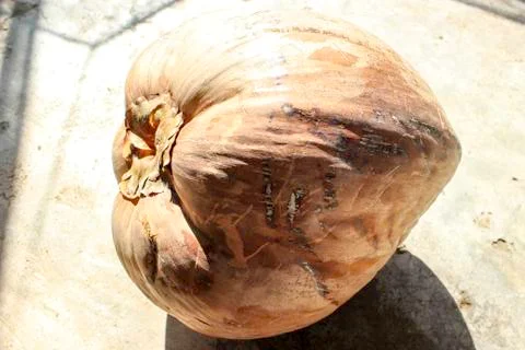 Big Coconut Stock Photos