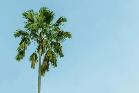 Big coconut tree and sky background Stock Photos