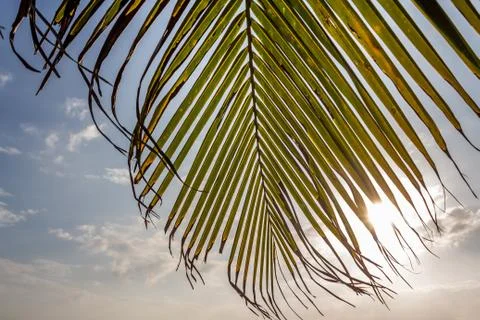 A big Cocos nucifera palm leaf is on the beach orange sunrise sky background Fotos Stock