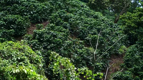 Big Coffee plantation Stock Footage 100927610