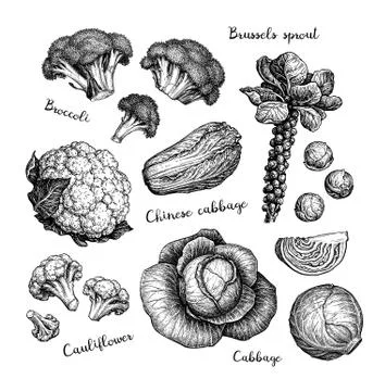 Big collection of cabbage. Stock Illustration