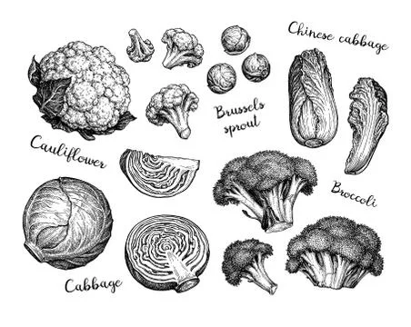 Big collection of cabbage. Ilustración de archivo