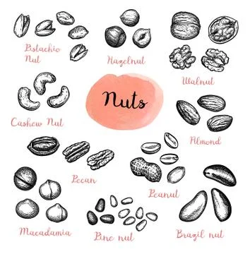 Big collection of nuts sketches. Stock Illustration