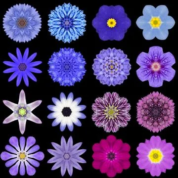 Big Collection of Various Blue Pattern Flowers Isolated on Black Stock Photos