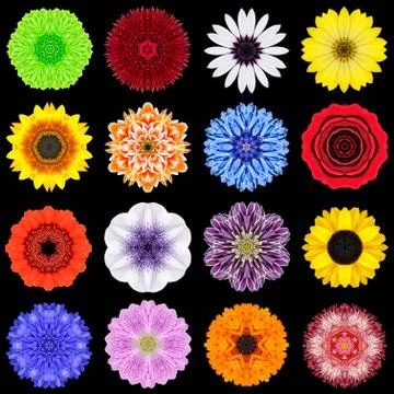 Big Collection of Various Colorful Pattern Flowers Isolated on Black Foto stock