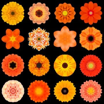 Big Collection of Various Orange Pattern Flowers Isolated on Black Foto stock