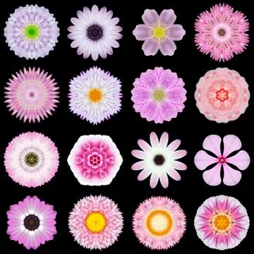 Big Collection of Various Pink Pattern Flowers Isolated on Black Stock Photos