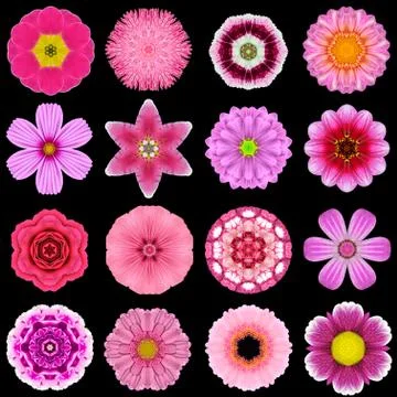 Big Collection of Various Purple Pattern Flowers Isolated on Black Stock Photos