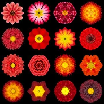 Big Collection of Various Red Pattern Flowers Isolated on Black Stock Photos