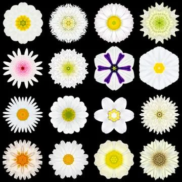 Big Collection of Various White Pattern Flowers Isolated on Black Stock Photos