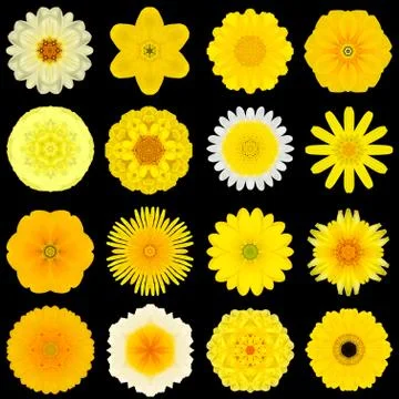 Big Collection of Various Yellow Pattern Flowers Isolated on Black Foto stock