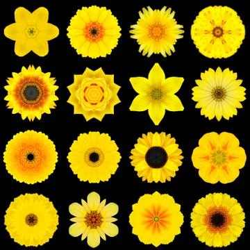 Big Collection of Various Yellow Pattern Flowers Isolated on Black Stock Photos