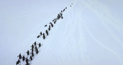 Big colony of Gentoo penguins Stock Footage 264331123