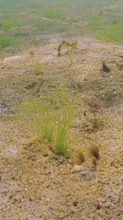 Big colony of unicellular algae producing gas and small areas with Sea Lettuce Stock Footage 324255809