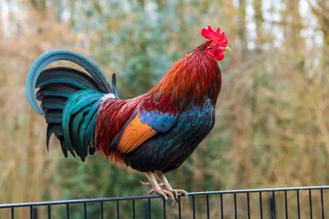 Big colorful rooster on a fence Stock Photos