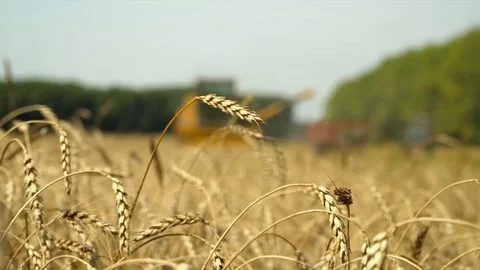 The big combine reaps wheat crop. The focus of the camera on wheat. By a dim Stock Footage