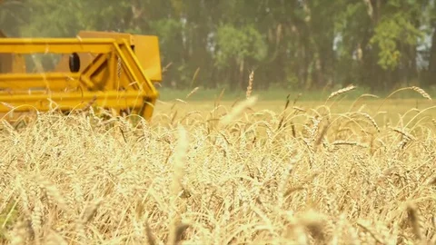 The big combine reaps wheat crop. The field of yellow wheat Stock Footage