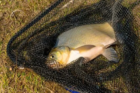Big Common Bream Fish on Grass in Net 库存照片