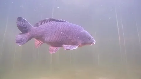 Big common carp (Cyprinus carpio) Stock Footage 56523549