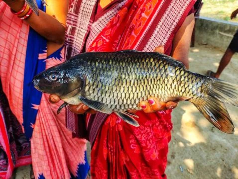 Big common carp fish in hand of successful women fish farmer HD Stock Photos