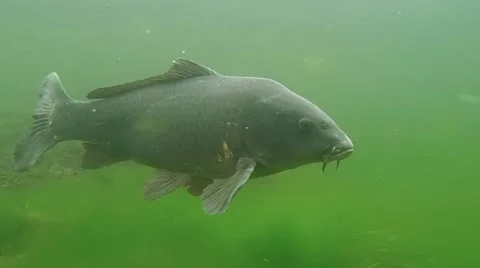 Big common carp Stock Footage 52953431