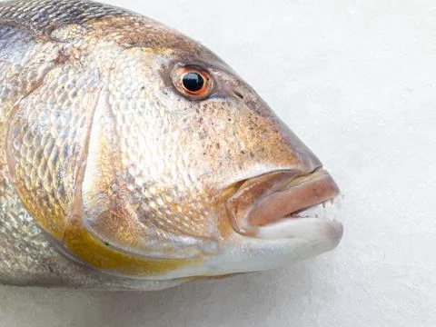 Big common dentex Close up Stockfoto's