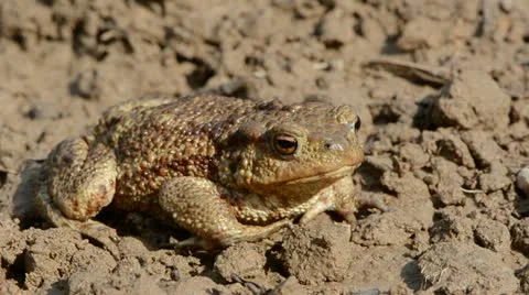 Big common toad (Bufo bufo)  on ground after rain 库存影片 12121021