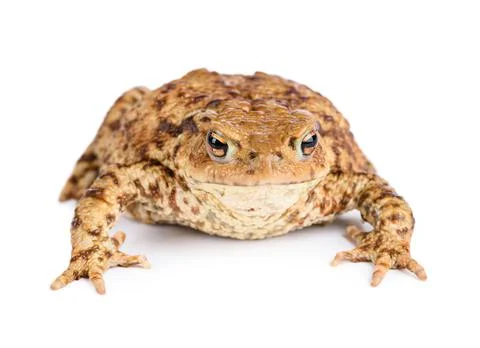 Big common toad isolated on white background. 스톡 사진