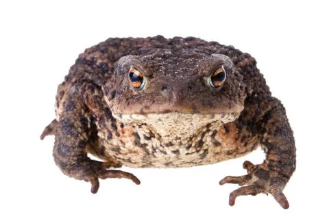 Big Common Toad Stock Photos
