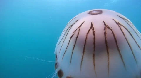 Big compass jelly fish  surface Stock Footage 49386803