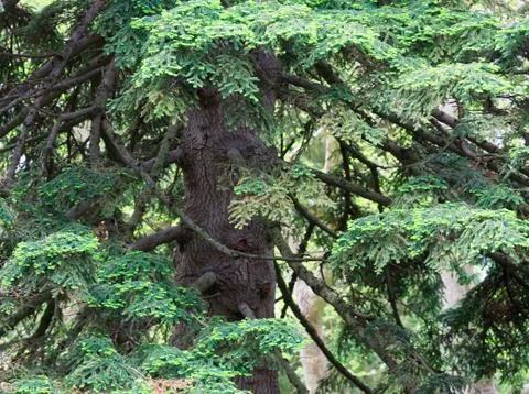 Big conifer tree Fotos de archivo