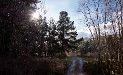 Big conifer tree pine and sun behind gorgeous landscape nature scenery Stock Photos