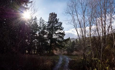 Big conifer tree pine and sun behind gorgeous landscape nature scenery Stock Photos
