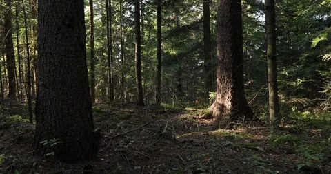 Big conifer trees in the forest 動画素材 95860409