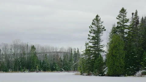 Big coniferous tree in winter on shore of a frozen lake with forest background Stock Footage 255993683